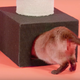 Image for article titled As a Cat's Butthole, I am Offended
